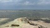 В Каспийском море массово гибнет рыба: что происходит? 