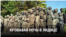 thumb_lid